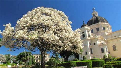 Motivos Para Conhecer Batatais A Cidade Dos Mais Belos Jardins