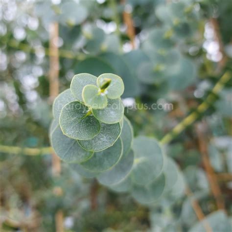 Eucalyptus Pulverulenta Baby Blue Of Our Most Popular Eucs