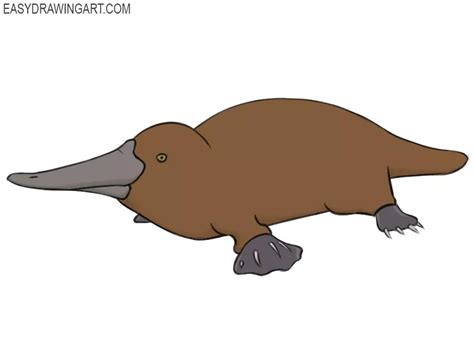 How to Draw a Platypus - Easy Drawing Art