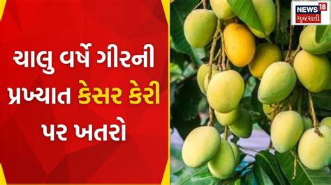 Gir Somnath News ચાલુ વર્ષે ગીરની પ્રખ્યાત કેસર કેરી પર ખતરો Mango