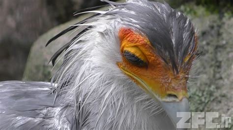 雨の日のヘビクイワシ 東武動物公園 2017年10月15日 Zfcjp