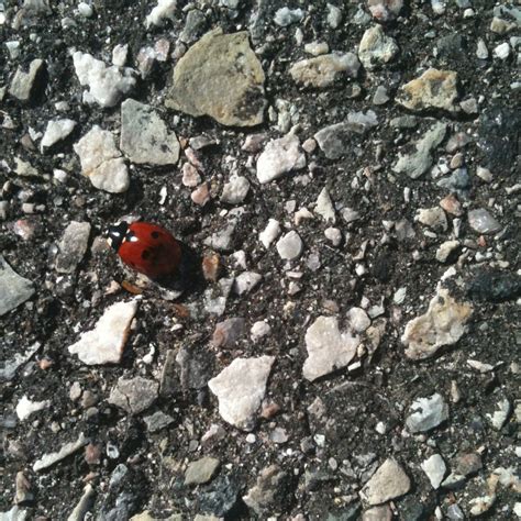 Seven Spotted Lady Beetle Project Noah