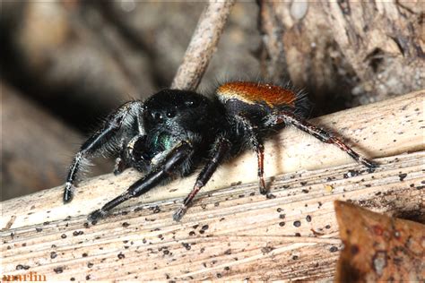 Jumping Spider - Phidippus princeps - North American Insects & Spiders