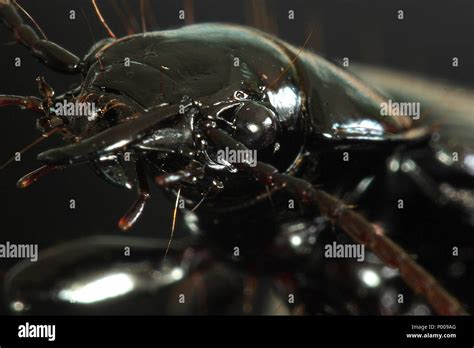 Black ground beetle Stock Photo - Alamy