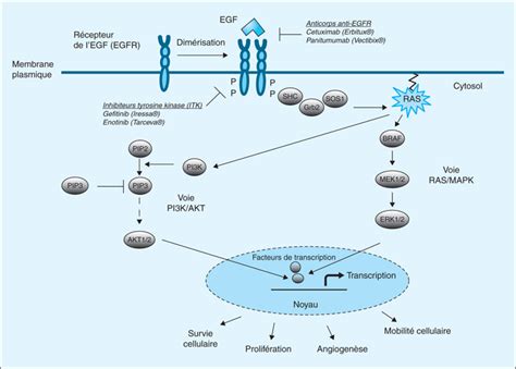 Erbitux INN Cetuximab Chirurgie