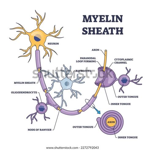 Myelin Sheath Layer Axon Nerve Detailed Stock Vector (Royalty Free ...