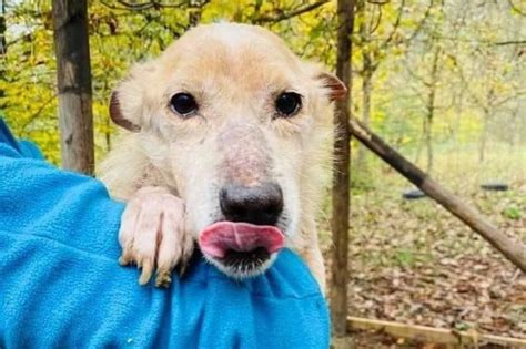 Adotta Spelacchio Il Cane Che Assomiglia All Albero Di Natale Di Roma