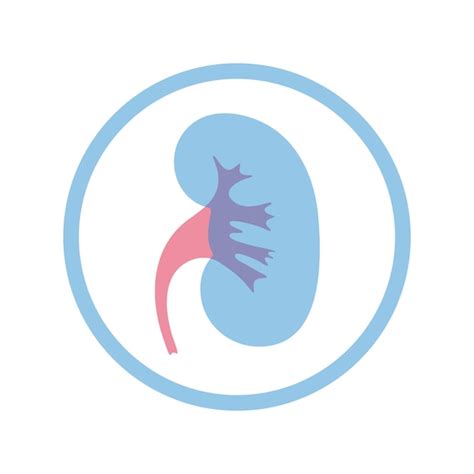 Premium Vector | Vector isolated illustration of kidney