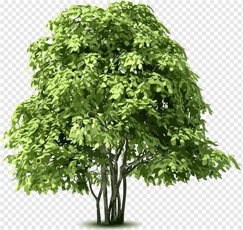 árbol arbustos cdr hoja rama png PNGWing