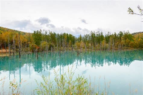 Blue Pond Aoiike in Biei, Hokkaido Autumn Season Stock Image - Image of ...