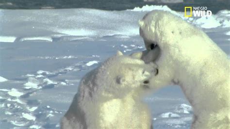 Affrontement Violent Entre Ours Polaires Youtube