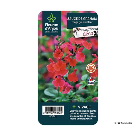 Sauge De Graham Rouge Grande Fleur Fleuron D Anjou