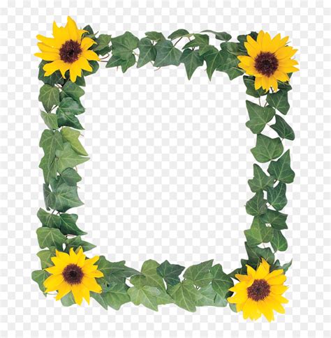 Transparent Sunflower Border Clipart - Sunflower Png Clipart ...