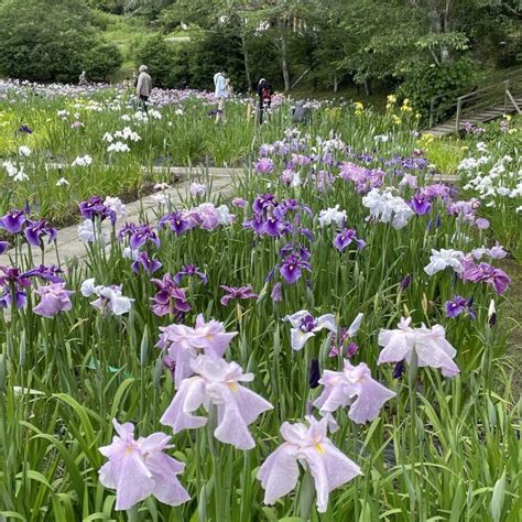 小國神社の菖蒲園が見頃よ ｜静岡県の情報サイト We Love 静岡