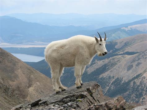 Follow the Piper: ROCKY MOUNTAIN GOATS