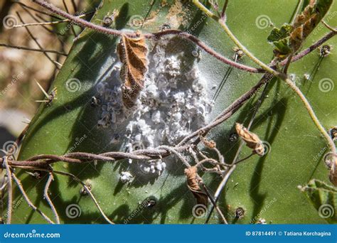 The Scale Insects Of Coccus Cacti La Palma Canary Islands Stock Image