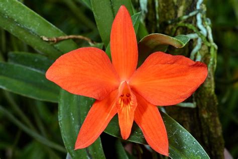 Sophronitis Coccinea Grown By Orchideen Holm Nurelias Flickr