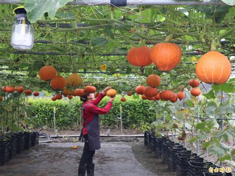 不賞花來賞瓜！后里中社觀光花市「奇異的瓜果大賞」登場 生活 自由時報電子報