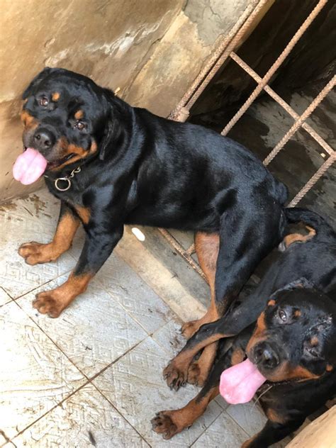 Female Rottweiler Puppies Available - Pets - Nigeria