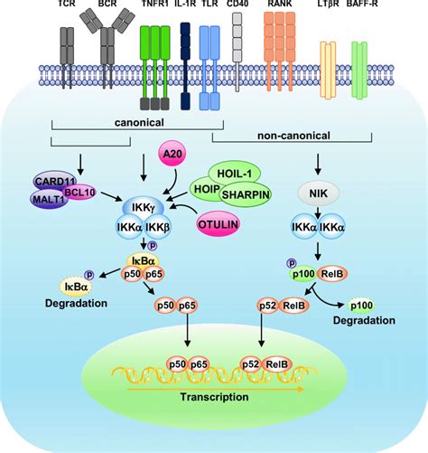 Canonical Wnt Signaling Pathway