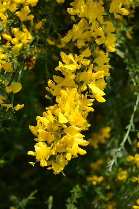 Flower Genista Broom - Free photo on Pixabay - Pixabay