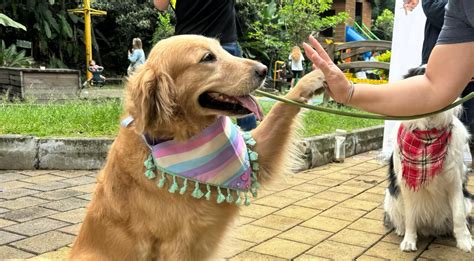 Prográmese con Mascotas al Parque este domingo en Telemedellín