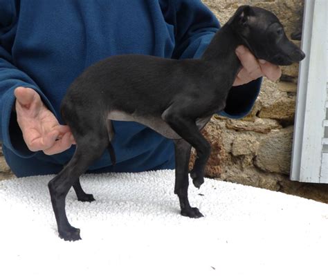 Chiot Elevage De La Ribière Des Brumes eleveur de chiens Petit