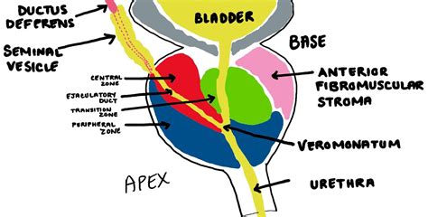 Prostate Anatomy Apex