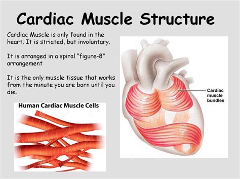 Cardiac Muscle Structure