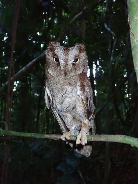 Guarda florestal descobre rara espécie de coruja na Ilha do Príncipe