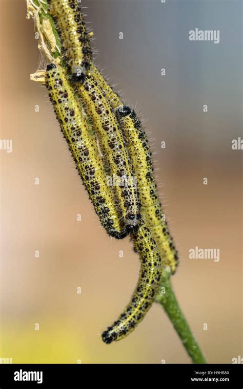 Large White Butterfly Caterpillar Pieris Brassicae Feeding On Charlock