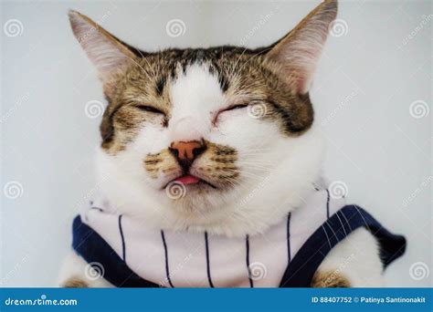 Cat Closed Eyes Stock Photo Image Of Jewelry Tigerlike 88407752