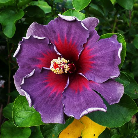 Taiwan Dark Purple Queen Taiwan Hibiscus - Linda Lee