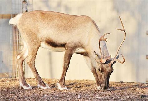 Best Reindeer Hoof Stock Photos, Pictures & Royalty-Free Images - iStock