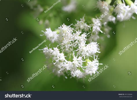 White Snakeroot Flower Stock Photo 491350846 | Shutterstock