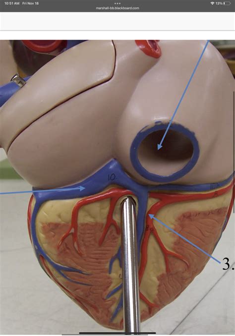 Anat Exam Lab Circulatory Diagram Quizlet