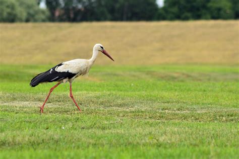 Fotos Gratis Naturaleza Prado Pradera Fauna Silvestre Pico