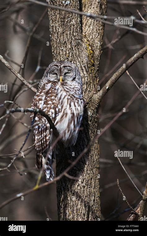 Sleepy Barred Owl Strix Varia In A Tree Stock Photo Alamy