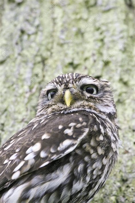 Little owl - Stock Image - Z836/0309 - Science Photo Library