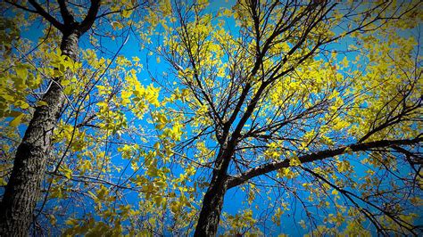 Fall Blue Sky Photograph by Tracy Welter - Fine Art America