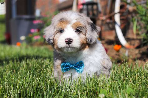 Aussiedoodle Puppies For Sale | Greenfield Puppies