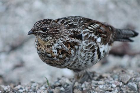 Ruffed Grouse Winter Birds Of Alberta INaturalist Canada