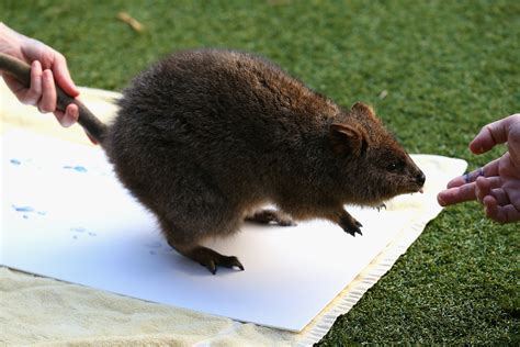 Quokka Selfies Is Australia's Cutest Trend Ever, Probably Worth The Expensive Flight So You Can ...