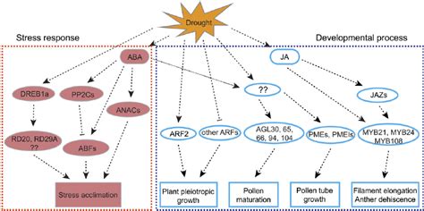 A Proposed Regulatory Network Of Drought Response In Arabidopsis Download Scientific Diagram