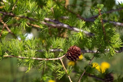 larch tree info   grow  care   larch tree