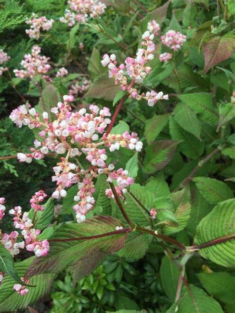 Plants That Look Like Japanese Knotweed Plants Mistaken For Knotweed