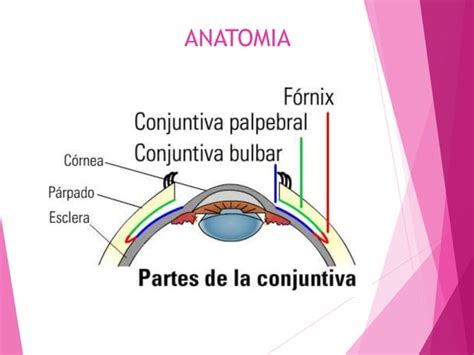 Conjuntivitis Alergica Ppt