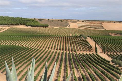 Cuina Cinc Palacios Remondo Alfaro La Rioja Oriental