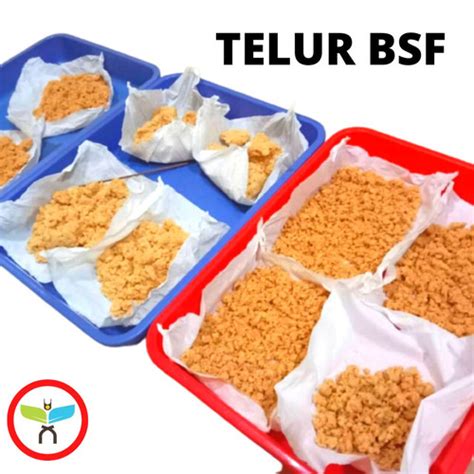 Jual Telur Maggot Lalat Bsf Paket Breeding Gram Kab Tangerang