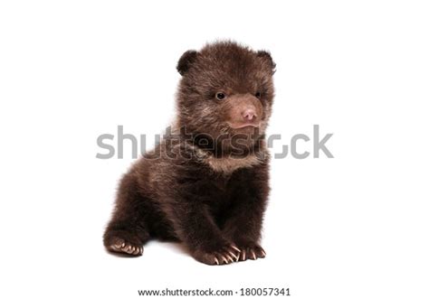 2,379 Bear Cub Isolated Background Stock Photos, Images & Photography ...